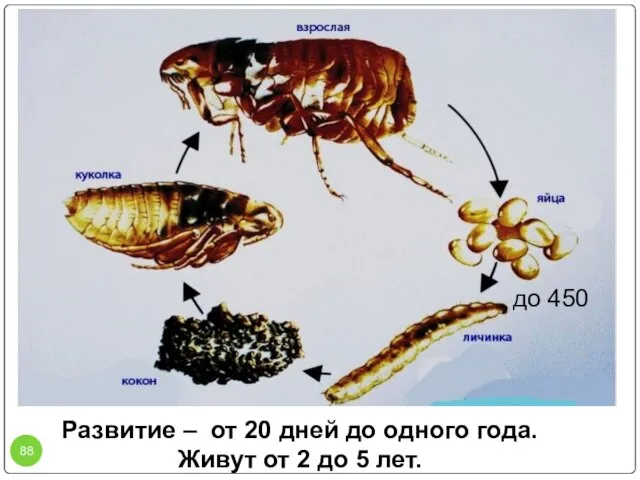 Развитие – от 20 дней до одного года. Живут от 2 до 5 лет. до 450