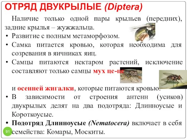 ОТРЯД ДВУКРЫЛЫЕ (Diptera) Наличие только одной пары крыльев (передних), задние крылья –