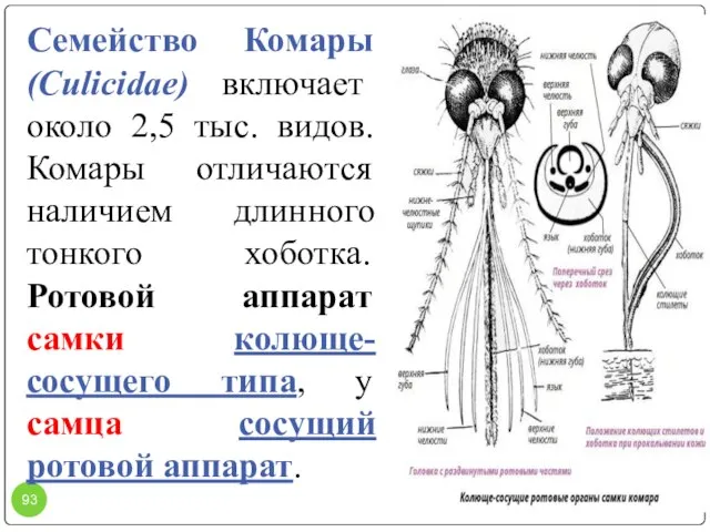 Семейство Комары (Culicidae) включает около 2,5 тыс. видов. Комары отличаются наличием длинного