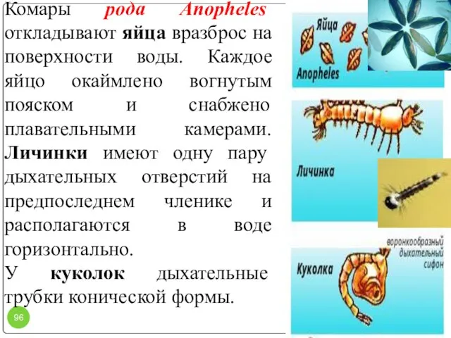 Комары рода Anopheles откладывают яйца вразброс на поверхности воды. Каждое яйцо окаймлено