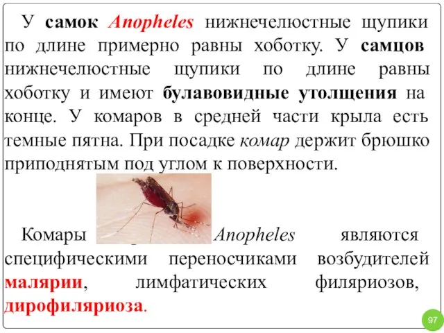 У самок Anopheles нижнечелюстные щупики по длине примерно равны хоботку. У самцов