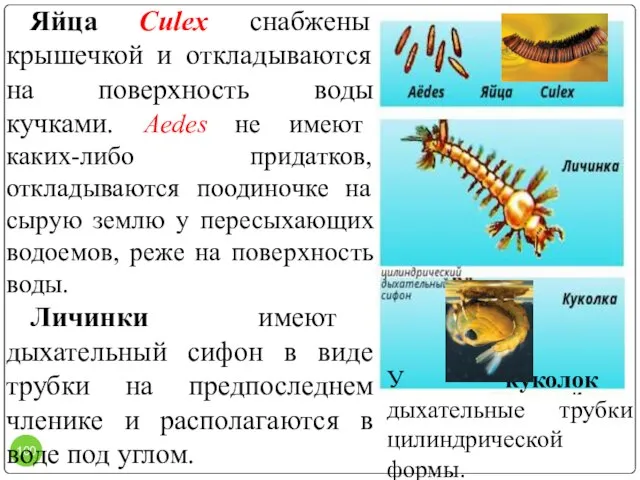 Яйца Culex снабжены крышечкой и откладываются на поверхность воды кучками. Aedes не