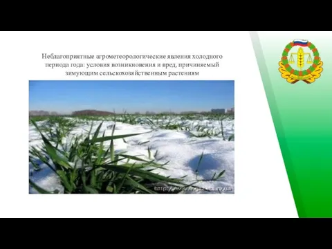 Неблагоприятные агрометеорологические явления холодного периода года: условия возникновения и вред, причиняемый зимующим сельскохозяйственным растениям