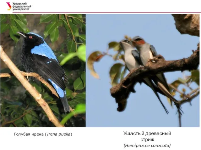 Голубая ирена (Irena puella) Ушастый древесный стриж (Hemiprocne coronata)