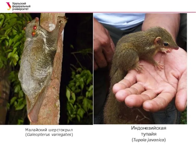 Малайский шерстокрыл (Galeopterus variegates) Индонезийская тупайя (Tupaia javanica)