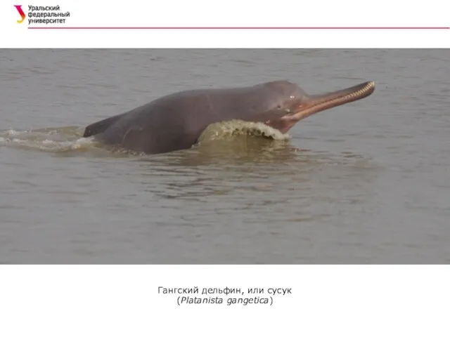Гангский дельфин, или сусук (Platanista gangetica)