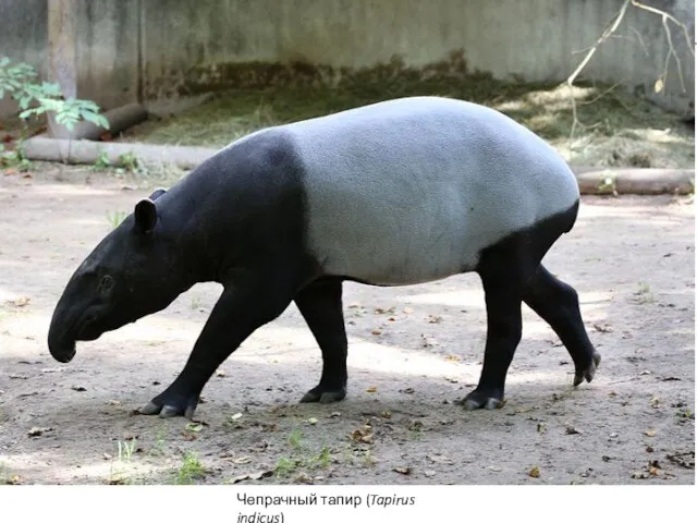 Чепрачный тапир (Tapirus indicus)