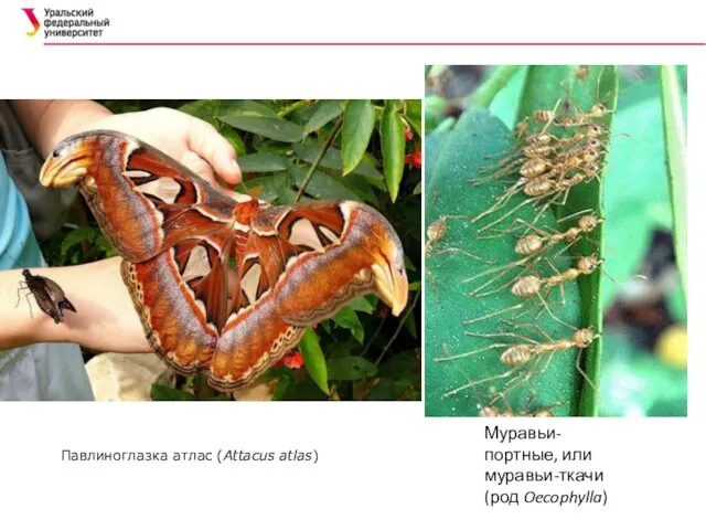 Павлиноглазка атлас (Attacus atlas) Муравьи-портные, или муравьи-ткачи (род Oecophylla)