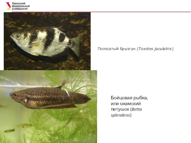 Полосатый брызгун (Toxotes jaculatrix) Бойцовая рыбка, или сиамский петушок (Betta splendens)