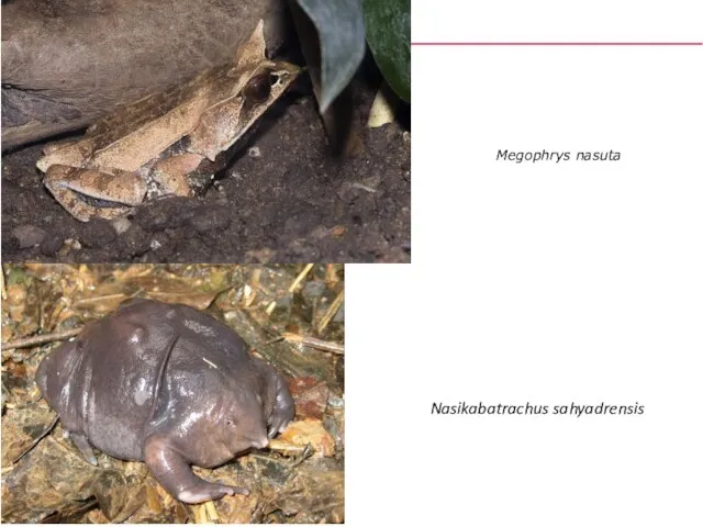 Megophrys nasuta Nasikabatrachus sahyadrensis