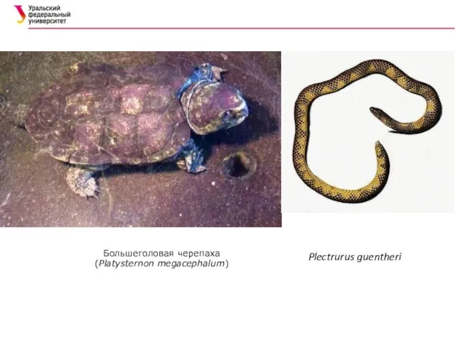 Большеголовая черепаха (Platysternon megacephalum) Plectrurus guentheri