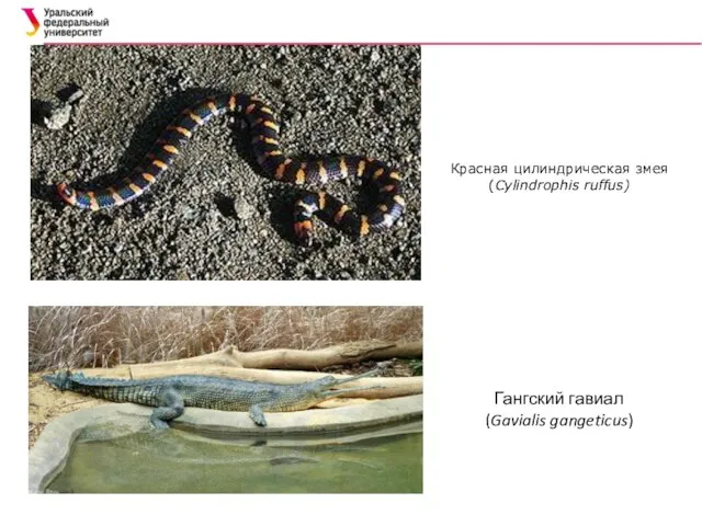 Красная цилиндрическая змея (Cylindrophis ruffus) Гангский гавиал (Gavialis gangeticus)