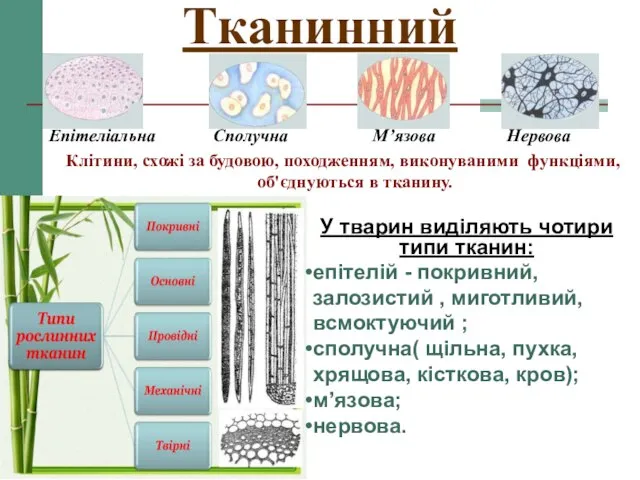 Тканинний Епітеліальна Сполучна М’язова Нервова Клітини, схожі за будовою, походженням, виконуваними функціями,