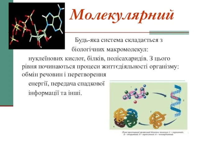Молекулярний Будь-яка система складається з біологічних макромолекул: нуклеїнових кислот, білків, полісахаридів. З