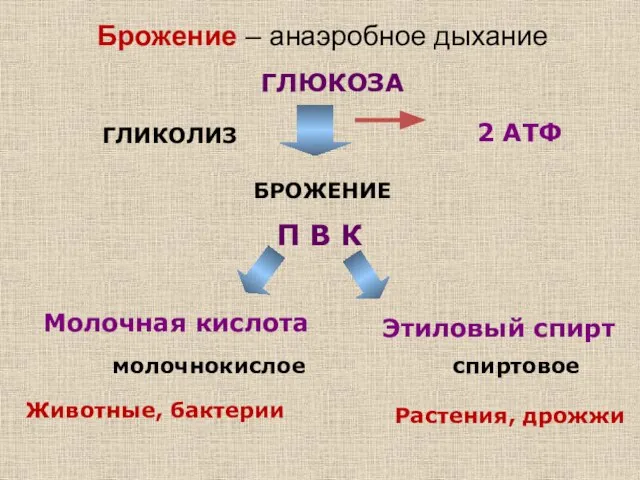 Брожение – анаэробное дыхание ГЛЮКОЗА ГЛИКОЛИЗ 2 АТФ БРОЖЕНИЕ П В К