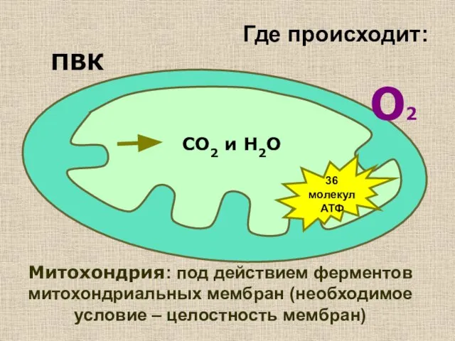 Где происходит: ПВК СО2 и Н2О О2 36 молекул АТФ Митохондрия: под