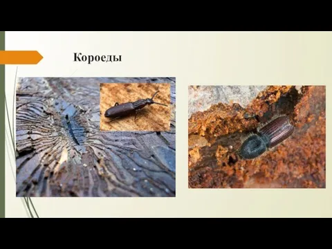 Короеды