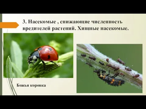 3. Насекомые , снижающие численность вредителей растений. Хищные насекомые. Божья коровка
