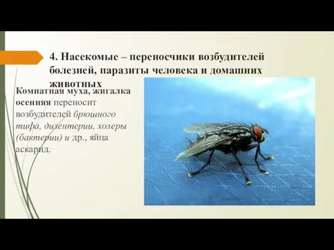 4. Насекомые – переносчики возбудителей болезней, паразиты человека и домашних животных Комнатная