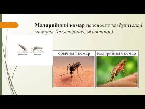 Малярийный комар переносит возбудителей малярии (простейшее животное)