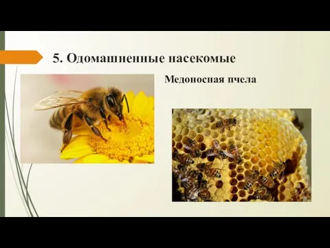 5. Одомашненные насекомые Медоносная пчела