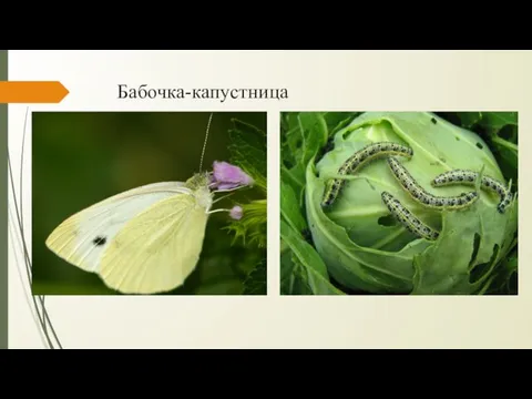 Бабочка-капустница