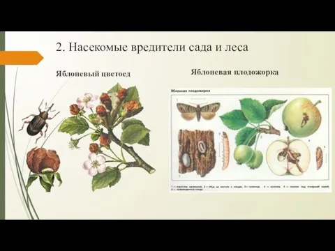 2. Насекомые вредители сада и леса Яблоневый цветоед Яблоневая плодожорка