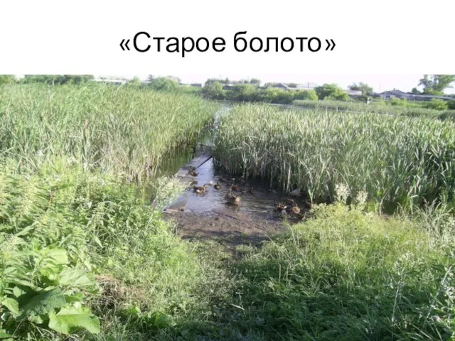 «Старое болото»