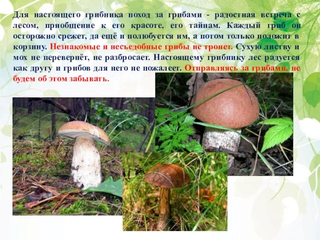 Для настоящего грибника поход за грибами - радостная встреча с лесом, приобщение