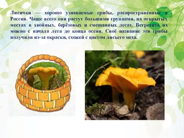 Лисички — хорошо узнаваемые грибы, распространённые в России. Чаще всего они растут