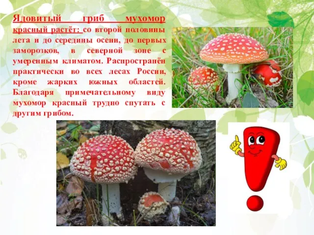 Ядовитый гриб мухомор красный растёт: со второй половины лета и до середины