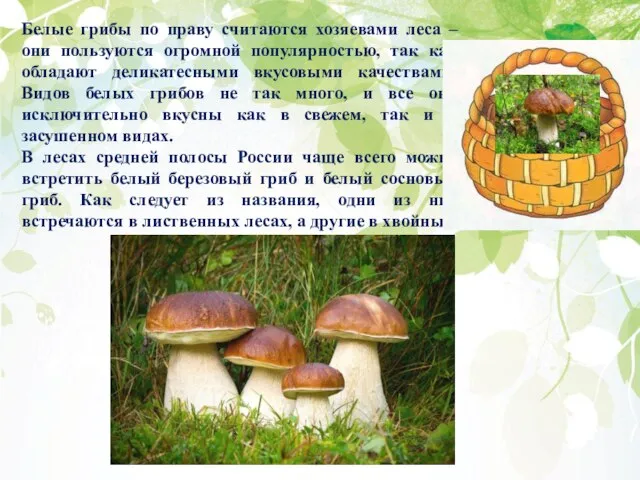 Белые грибы по праву считаются хозяевами леса – они пользуются огромной популярностью,