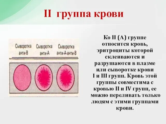 Ко II (А) группе относится кровь, эритроциты которой склеиваются и разрушаются в