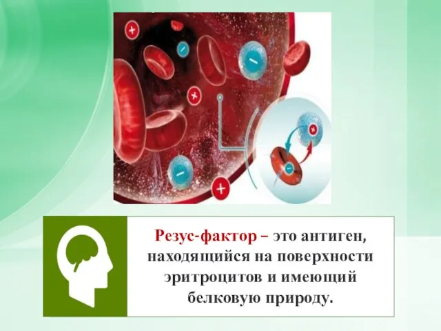 Резус-фактор – это антиген, находящийся на поверхности эритроцитов и имеющий белковую природу.