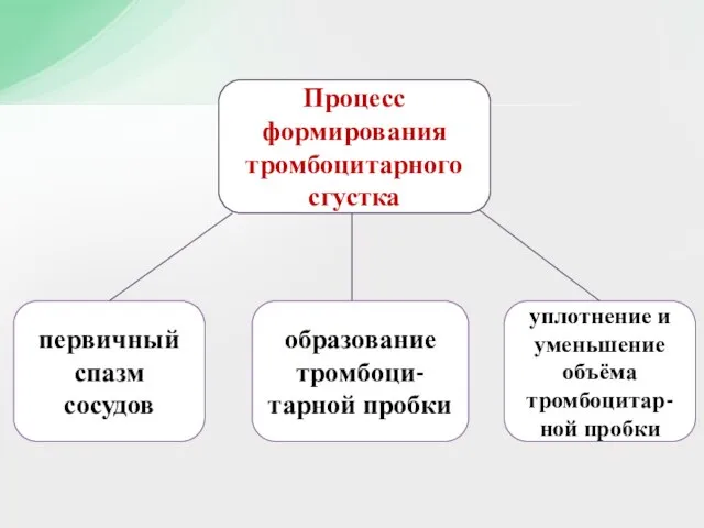 Процесс формирования тромбоцитарного сгустка