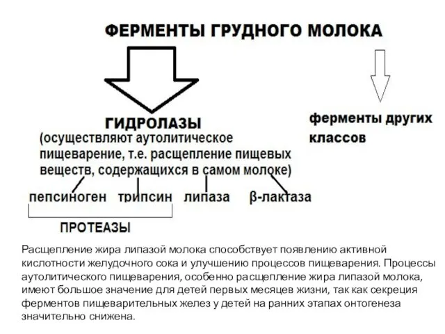 Расщепление жира липазой молока способствует появлению активной кислотности желудочного сока и улучшению