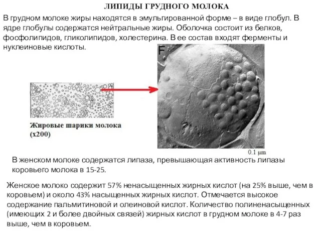 ЛИПИДЫ ГРУДНОГО МОЛОКА В грудном молоке жиры находятся в эмульгированной форме –