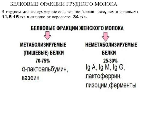 БЕЛКОВЫЕ ФРАКЦИИ ГРУДНОГО МОЛОКА В грудном молоке суммарное содержание белков ниже, чем