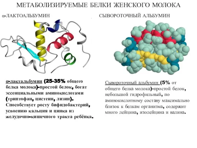 МЕТАБОЛИЗИРУЕМЫЕ БЕЛКИ ЖЕНСКОГО МОЛОКА α-лактальбумин (25-35% общего белка молока)-простой белок, богат эссенциальными