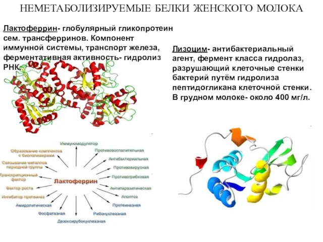 Лизоцим- антибактериальный агент, фермент класса гидролаз, разрушающий клеточные стенки бактерий путём гидролиза