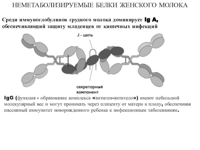 НЕМЕТАБОЛИЗИРУЕМЫЕ БЕЛКИ ЖЕНСКОГО МОЛОКА Среди иммуноглобулинов грудного молока доминирует Ig A, обеспечивающий