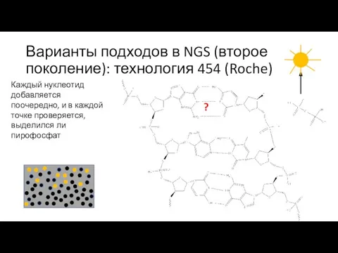 Варианты подходов в NGS (второе поколение): технология 454 (Roche) Каждый нуклеотид добавляется