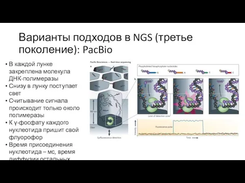Варианты подходов в NGS (третье поколение): PacBio В каждой лунке закреплена молекула