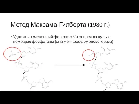 Метод Максама-Гилберта (1980 г.) Удалить немеченный фосфат с 5’-конца молекулы с помощью