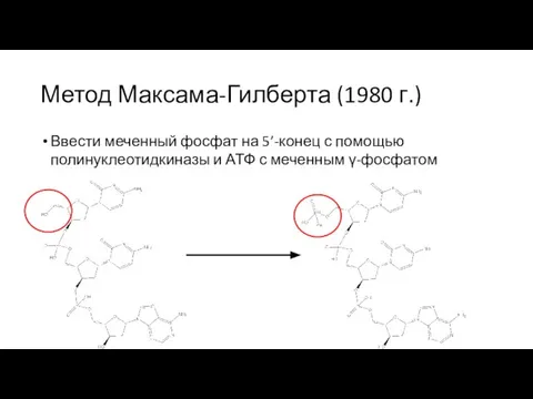Метод Максама-Гилберта (1980 г.) Ввести меченный фосфат на 5’-конец с помощью полинуклеотидкиназы