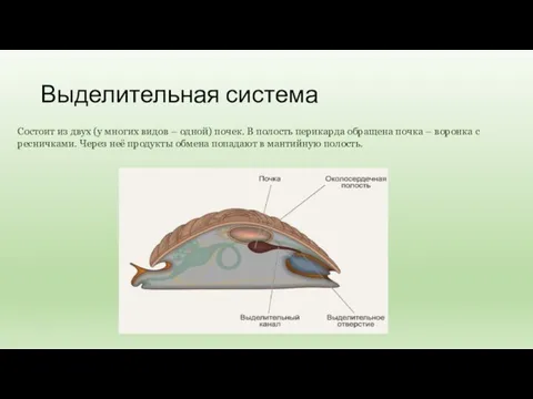 Выделительная система Состоит из двух (у многих видов – одной) почек. В