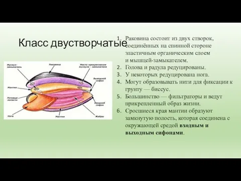 Класс двустворчатые Раковина состоит из двух створок, соединённых на спинной стороне эластичным