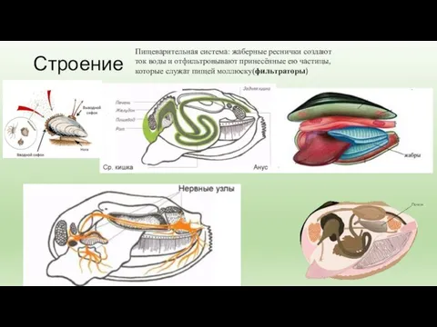 Строение Пищеварительная система: жаберные реснички создают ток воды и отфильтровывают принесённые ею