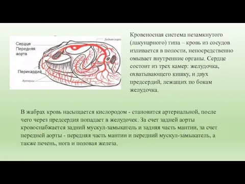 Кровеносная система незамкнутого (лакунарного) типа – кровь из сосудов изливается в полости,