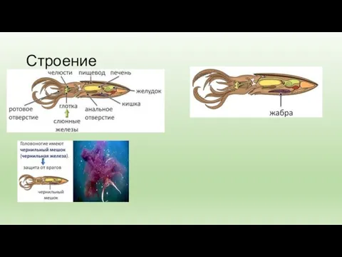 Строение